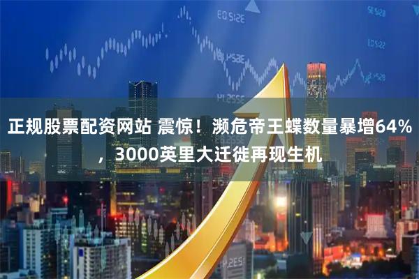 正规股票配资网站 震惊!濒危帝王蝶数量暴增64%,3000英里大迁徙再现生机